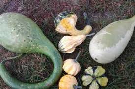 And if it's very wet with harsh storms, the plants will. Identifying And Preventing Freeze Damage In Fall Vegetables Vegetables