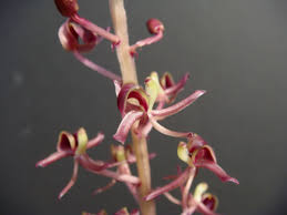 Image result for Liparis nervosa