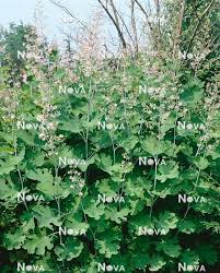 Image result for Macleaya