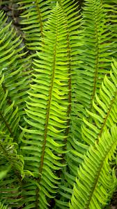 The official account of the new zealand women's basketball team, the tall ferns. 21 Best Ferns For Your Garden