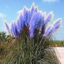 Pampasgras, cortaderia selloana, gehört zu den beliebtesten gräsern. Samen Vom Pampasgras Blau In Hamburg Pflanzen Kostenlose Kleinanzeigen Bei Quoka De