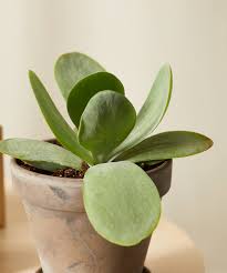 Let's learn about monocarpic succulents and how to deal with them. Succulent 101 How To Care For Succulents Bloomscape