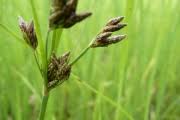 Image result for Fimbristylis ferruginea