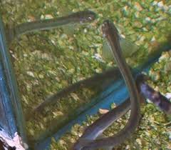 Image result for Vandellia