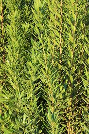 Image result for Myrica kandtiana