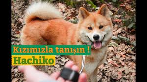 Kopek Bakimi Hakkinda Merak Edilenler I Kopek Egitimi I Hachiko I Akita Inu Ozellikleri Youtube