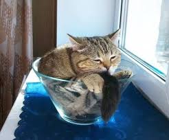 Bozita is a swedish made cat food of the highest quality using only raw ingredients as necessary to meet sweden's strict food processing laws. Cat Food Bath Creature Cat Mania
