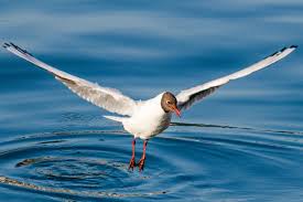 Black Headed Gull Gaviota Reidora En El Puerto De Burela Lugo Galicia Espana Fotografia De Naturaleza Gaviota Fotografia