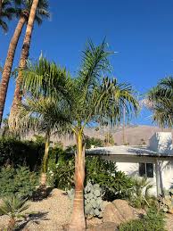 Image result for Roystonea oleracea