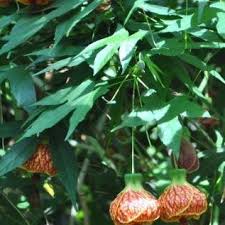 This abutilon tree was planted in 2014. Abutilon Tiger Eye Flowering Maple Tiger Eye In Gardentags Plant Encyclopedia