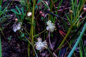 Image result for Cassytha pondoensis