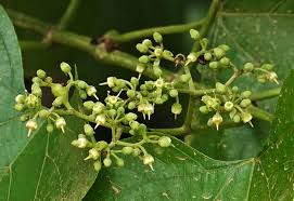Image result for Cissus integrifolia
