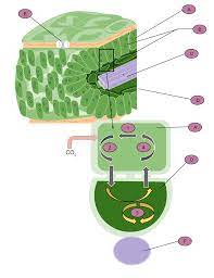 More images for plant cell anatomy of cam » C4 Carbon Fixation Wikipedia