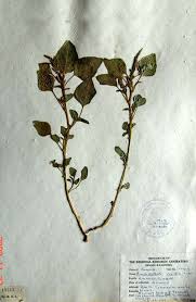 Image result for Amaranthus viridis
