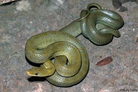 Image result for Triaspis