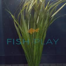 Image result for Blyxa aubertii