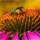 Nature Time: Pollinators
