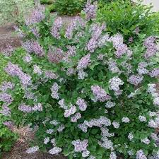 Select the right lilac for planting this spring gardening. Miss Kim Lilac Miss Kim Lilac Tree Plantingtree