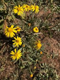 Image result for Senecio consanguineus