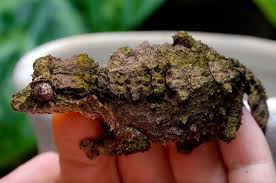 Image result for Urochloa comata