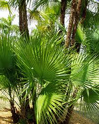Image result for Acoelorrhaphe wrightii