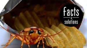 We did not find results for: Small Cockroach Big Problem How To Get Rid Of Small Roaches In Your House Cockroach Facts