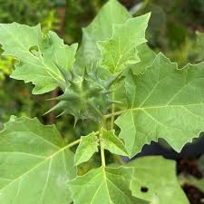 Image result for Datura ferox