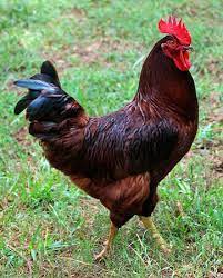 Official state bird of rhode island the rhode island red chicken was designated the official state bird of rhode island in 1954. Birds Birding Trips And Birdwatching Tours In State Of Rhode Island And Providence Plantations Fat Birder