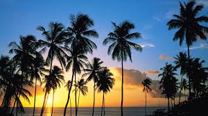 We did not find results for: Palm Tree Silhouettes In The Sunset Wallpaper Beach Wallpapers 28462