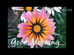 Whatsapp Status Dp Facebook Status Download Good Morning Images And Photos Good Morning Video Youtu In 2020 Good Morning Gif Morning Images Good Morning Images