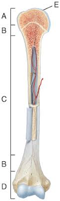 Long, short, flat, irregular and sesamoid. Multi Choice The Skeletal System Bone Tissue Flashcards Easy Notecards