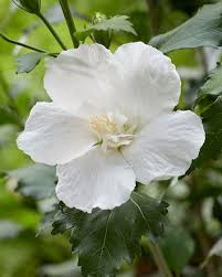 Three white hibiscus flowers are used in flowers for mother. Hibiscus Syriacus Flower Tower White Gandini Van Aart Decidous Trees And Shrubs Assortment Shop Kordes Jungpflanzen