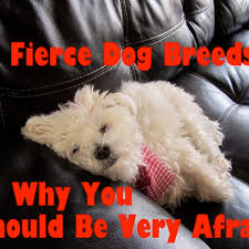In addition to weight and height information. 5 Fierce Small Dog Breeds Your Family Must Be Afraid Of Pethelpful By Fellow Animal Lovers And Experts