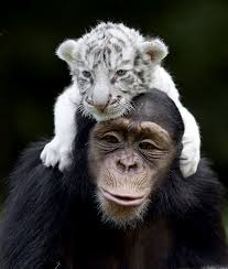 Check spelling or type a new query. A Monkey And A White Tiger Cub Puppies And Flowers