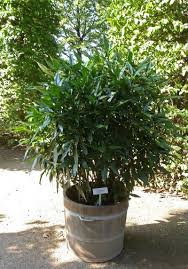 We did not find results for: Container Grown Aucuba Shrubs Can You Grow Japanese Laurel In A Pot Laurel Plant Shrubs Plants