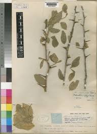 Image result for Citropsis