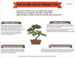 How To Take Care Of A Bonsai Tree Visual Ly Bonsai Tree Bonsai Bonsai Care