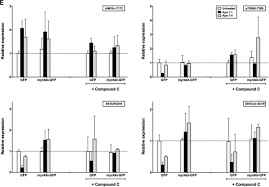 British pound to malaysian ringgit exchange rates. Apoptotic Cells Activate Amp Activated Protein Kinase Ampk And Inhibit Epithelial Cell Growth Without Change In Intracellular Energy Stores Journal Of Biological Chemistry