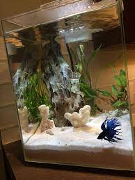 Check spelling or type a new query. 5 Gallon Kitchen Crown Tail Betta Tank Betta Fish Tank Fish Tank Decorations Diy Fish Tank