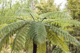 Image result for Cyathea thomsonii