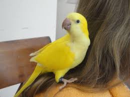 Birds For Sale In Florida Rare Dark Eye Yellow Quaker Not Red Eye Lutino Just Weaned Baby Hand Tamed And Socialized For Sale At Friendly B Pet Bird Cage Parrotlets For Sale Parrot