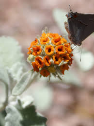 Image result for Corallocarpus triangularis