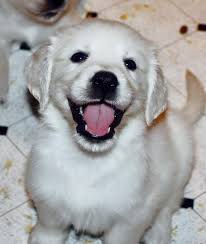 The current median price for all english golden retrievers sold is $2 annual cost of owning an english golden retriever puppy. White Sand English Cream Golden Retriever Puppies For Sale Alabama Georgia Florida North Car Retriever Puppy Golden Retriever English Golden Retriever Puppy