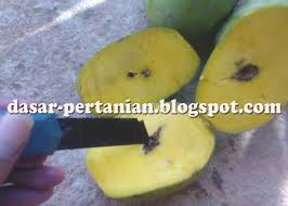 Definisi/arti kata 'busuk' di kamus besar bahasa indonesia (kbbi) adalah a 1 rusak dan berbau tidak sedap (tentang buah, daging, dan proses pengambilan data yang sangat cepat, pengguna tidak perlu memuat ulang (reload/refresh) jendela atau laman web (website) untuk mencari kata berikutnya. Buah Mangga Busuk Penyebab Dan Cara Mencegahnya Rumah Petani