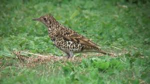 Image result for トラツグミ