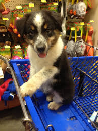 Black Australian Cattle Dog Blue Heeler Mix Our New Australian Shepherd Blue Heeler Mix Puppy Australian Shepherd Blue Heeler Australian Shepherd Australian Puppies