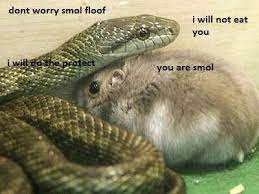What Does Snek Mean Memes By Dictionary Com Cute Reptiles Unusual Animal Friendships Cute Funny Animals