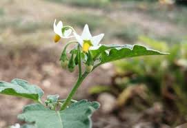 Image result for Solanum memphiticum