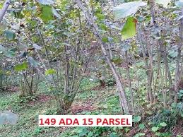 Duzce Akcakoca Hemsinde 11 290 M2 Findik Bahcesi Duzce Akcakoca Sirketten Satilik Bag Bahce Ilanlari Tapu Com Da