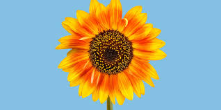 Los lirios de santa fe & yuli y los girasoles. La Leyenda Del Girasol Un Hermoso Relato Guarani